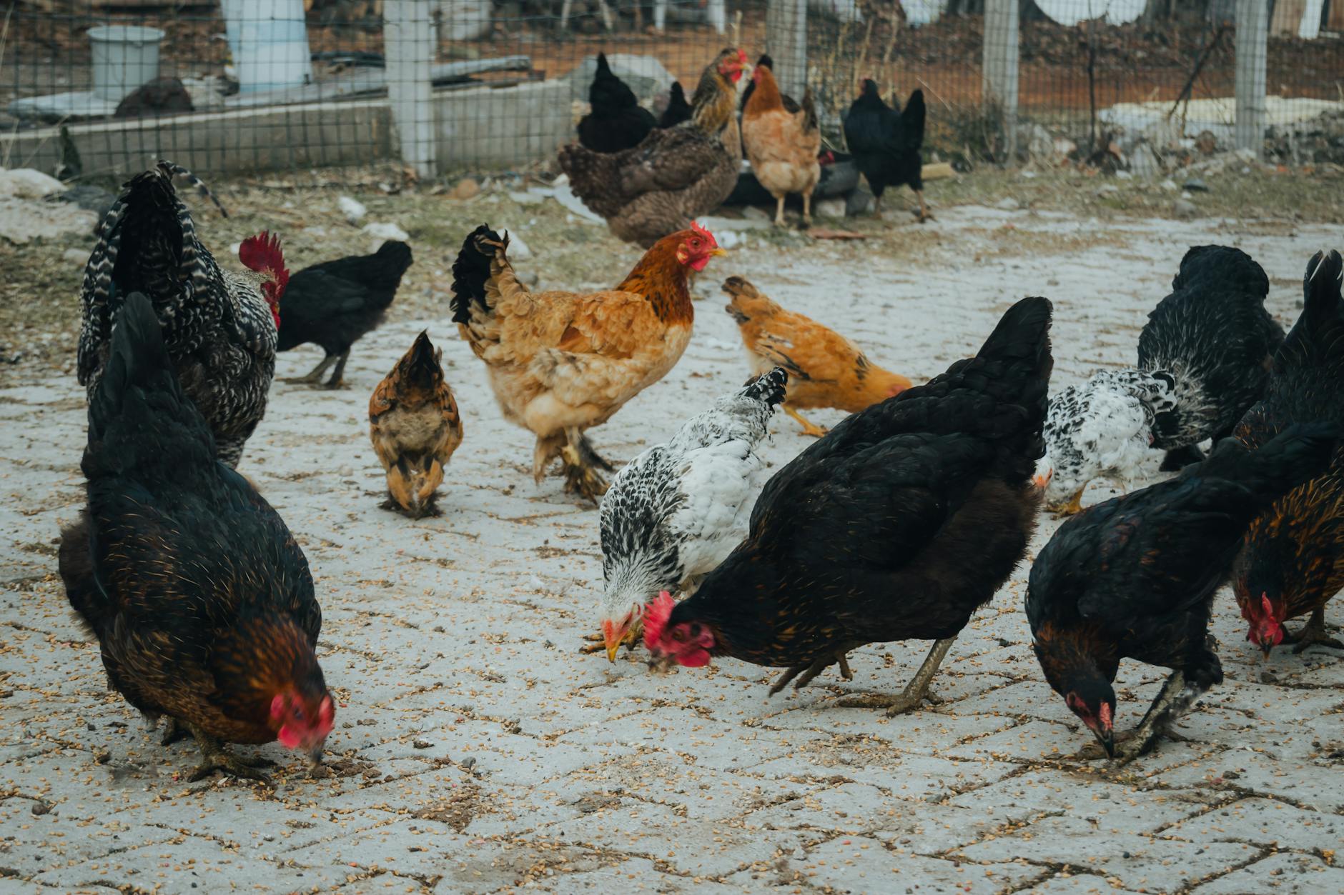 A flock of diverse chickens pecking grains in a rustic farm environment.