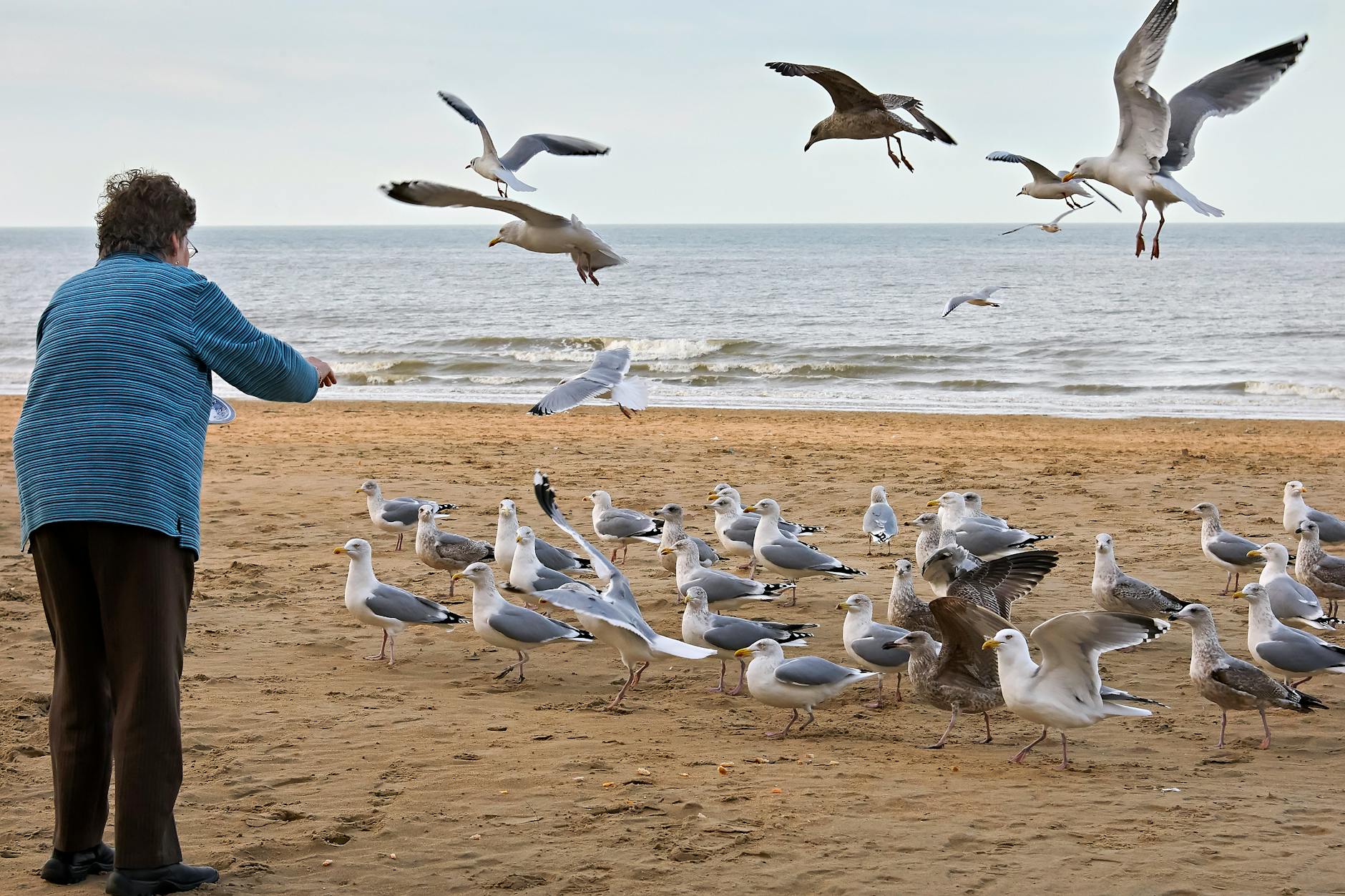 An adult woman feeding a flock of seagulls on a sandy beach by the ocean during the day.