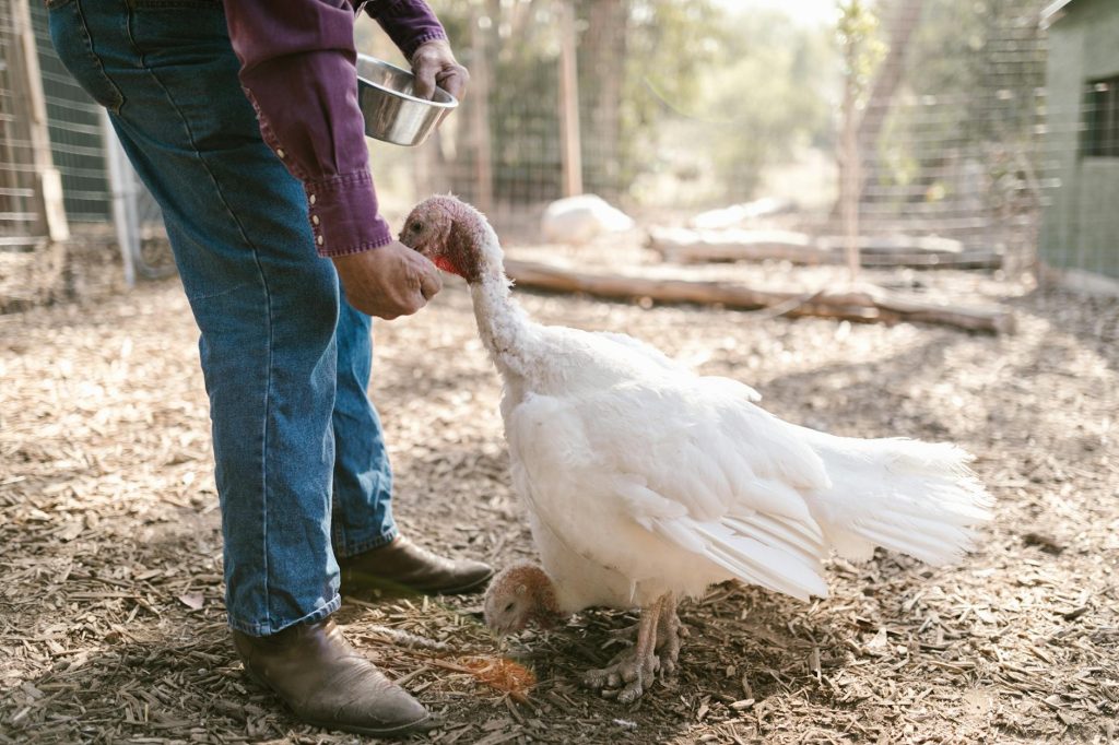 A farmer feeds white turkeys outdoors on a sunny day, showcasing farm life.