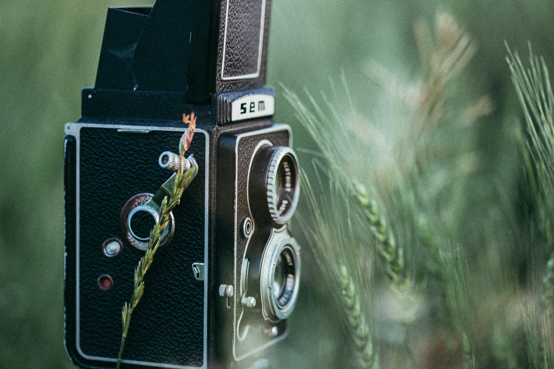 Close-up of a vintage camera surrounded by lush green plants in Alberta, Canada.