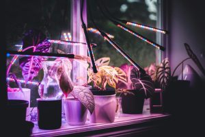 A colorful display of potted plants illuminated by LED grow lights on a windowsill.