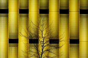 Minimalist photo of a bare tree silhouette against a striking yellow perforated wall.
