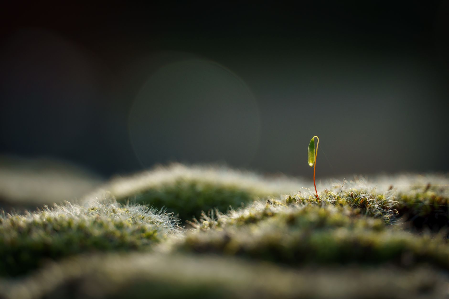 Close-up of a small seedling sprouting from moss, symbolizing new growth and vitality.